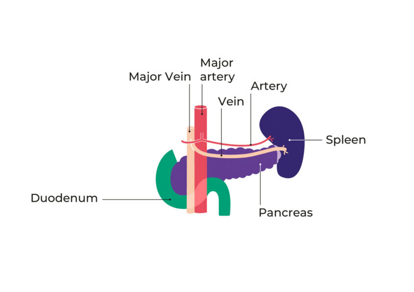 Diagram showing the pancreas and surrounding blood vessels