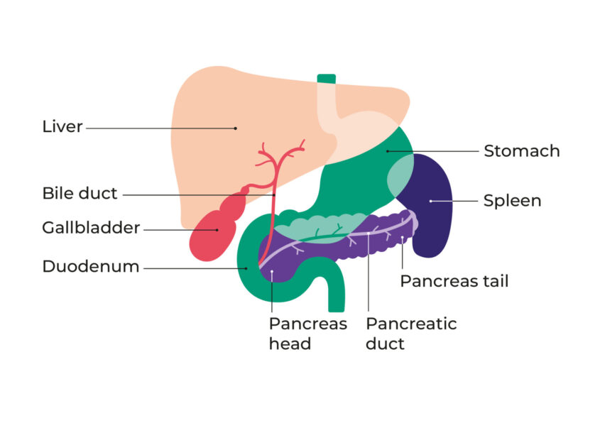 Diagram showing the pancreas and surrounding organs